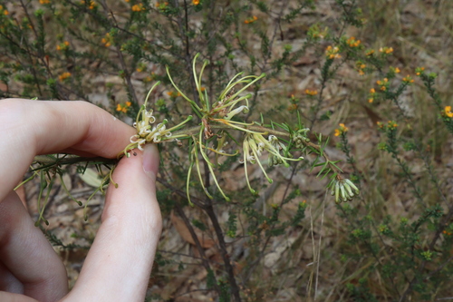 Image of Grevillea juniperina by (c) Thomas Mesaglio, some rights reserved (CC BY)