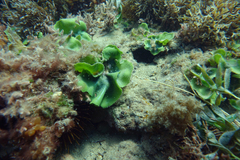 Dictyosphaeria sericea