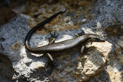 Emoia atrocostata