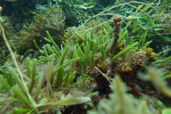Caulerpa brownii