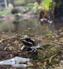 Tago's Brown Frog photo 3