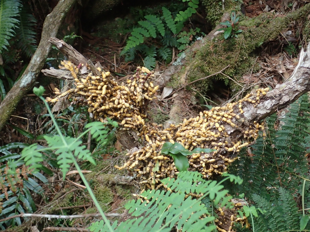 Dendrobium sanseiense
