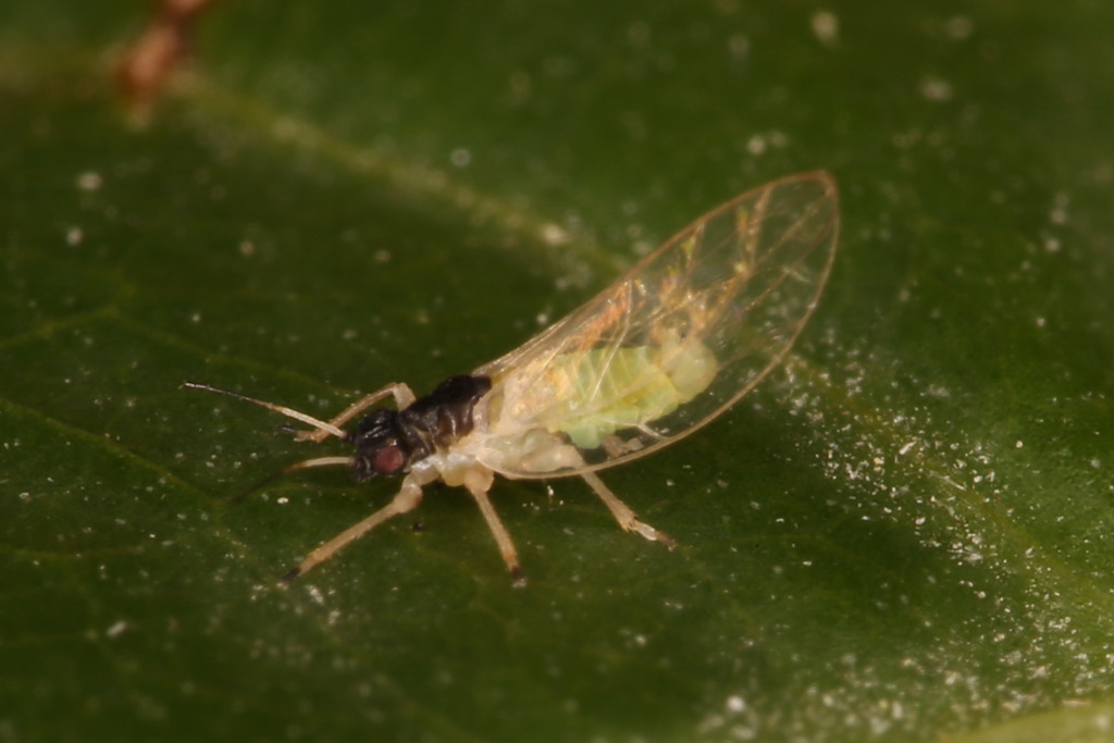 Psyllid