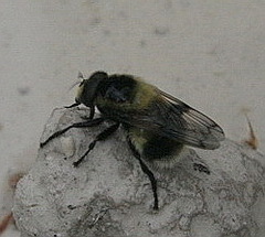 Volucella bombylans