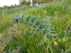 Nonea vesicaria