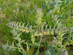 Nonea vesicaria