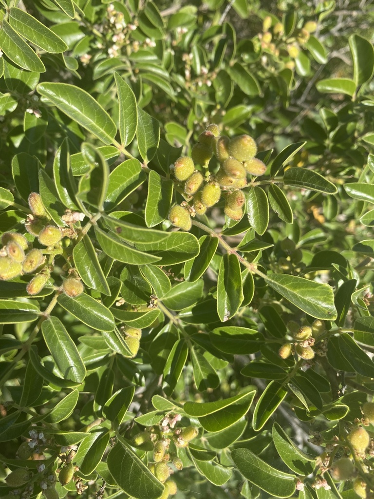 evergreen sumac from Guadalupe Mountains National Park, Van Horn, TX, US on September 26, 2023