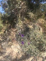 Lithodora fruticosa
