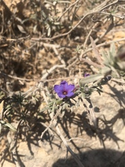Lithodora fruticosa