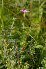 Dianthus campestris