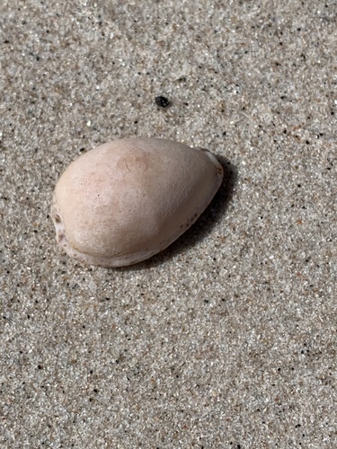 Notocypraea declivis observed 2023-09-27