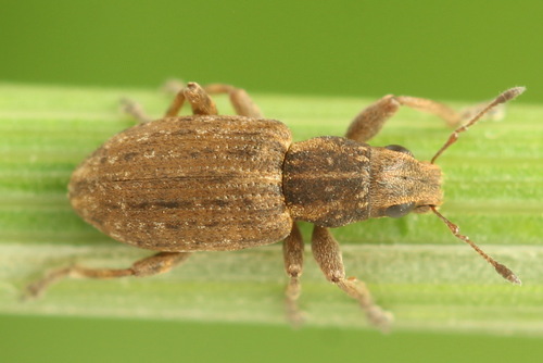 Clover root weevil, photo 8 of 8