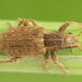 Clover Root Weevil - Photo (c) Andrey Ponomarev, some rights reserved (CC BY-NC), uploaded by Andrey Ponomarev
