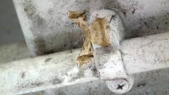 Krananda oliveomarginata