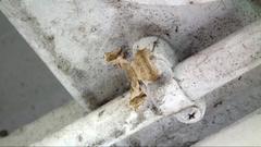 Krananda oliveomarginata