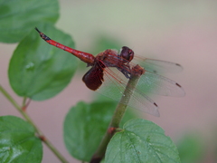 Tramea stenoloba