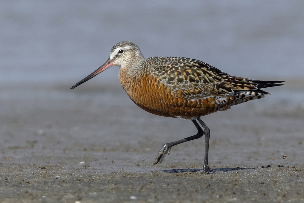Hudsonian Godwit (Limosa haemastica) photo