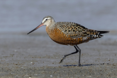 Hudsonian Godwit photo 1