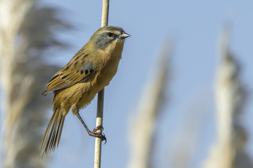 Long-tailed Reed Finch (Donacospiza albifrons), photo 6