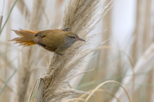 Sulphur-bearded Reedhaunter (Limnoctites sulphuriferus), photo 8