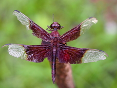 Camacinia gigantea