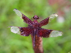 Camacinia gigantea