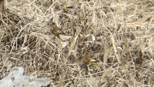 Oriental Greenfinch