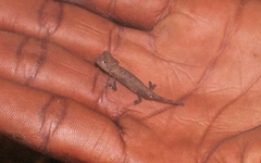 Brookesia stumpffi