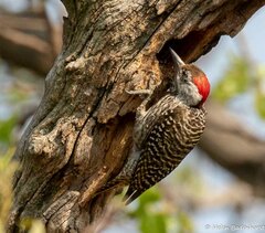 Cardinal Woodpecker photo 5