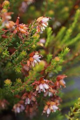 Erica interrupta