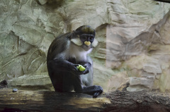Cercopithecus ascanius