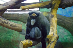 Cercopithecus neglectus