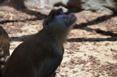 Erythrocebus