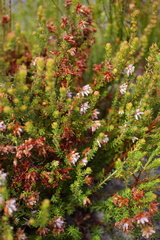 Erica interrupta