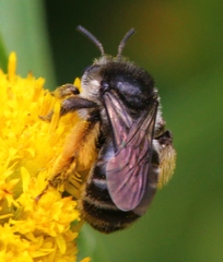 Melissodes illatus