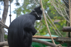 Trachypithecus francoisi