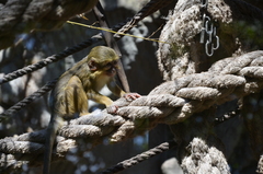 Miopithecus talapoin