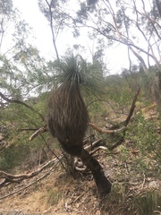 Xanthorrhoea quadrangulata
