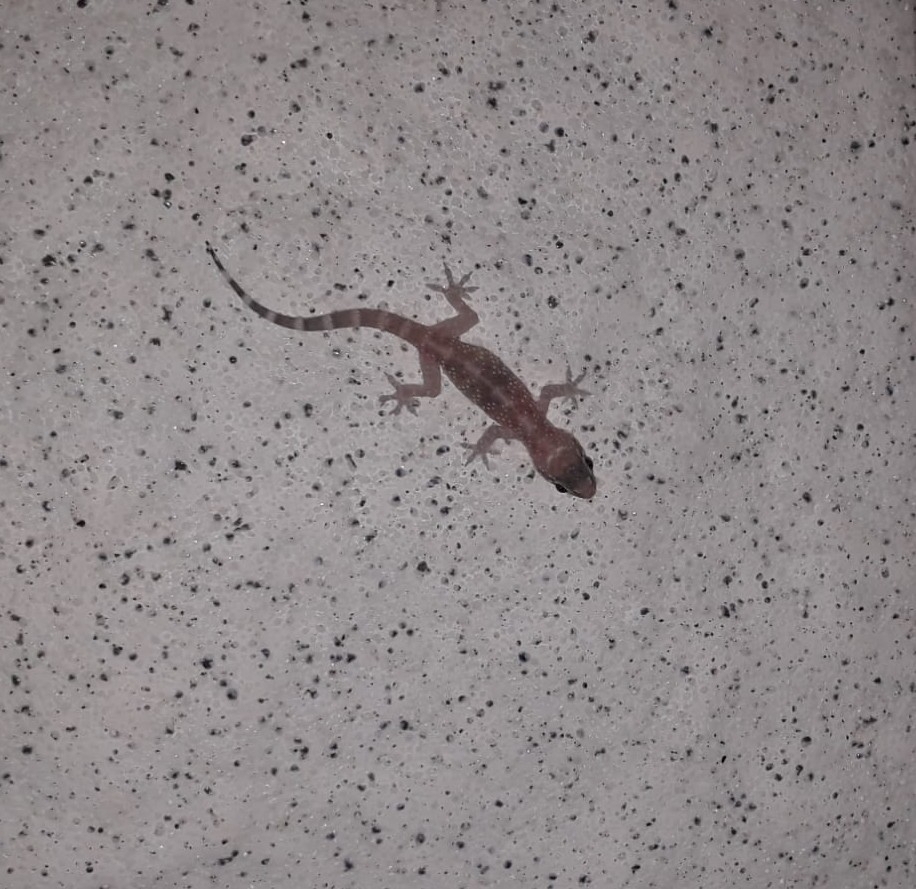 Mediterranean House Gecko From 03330 Crevillente Alicante Espa a On mediterranean-house-gecko-from-03330-crevillente-alicante-espa-a-on