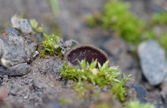 Malvipezia pauli