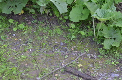 Malvipezia pauli
