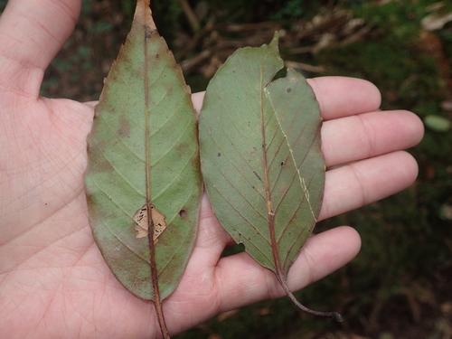 Image of Quercus morii by (c) 呂一起(Lu i-chi), some rights reserved (CC BY)