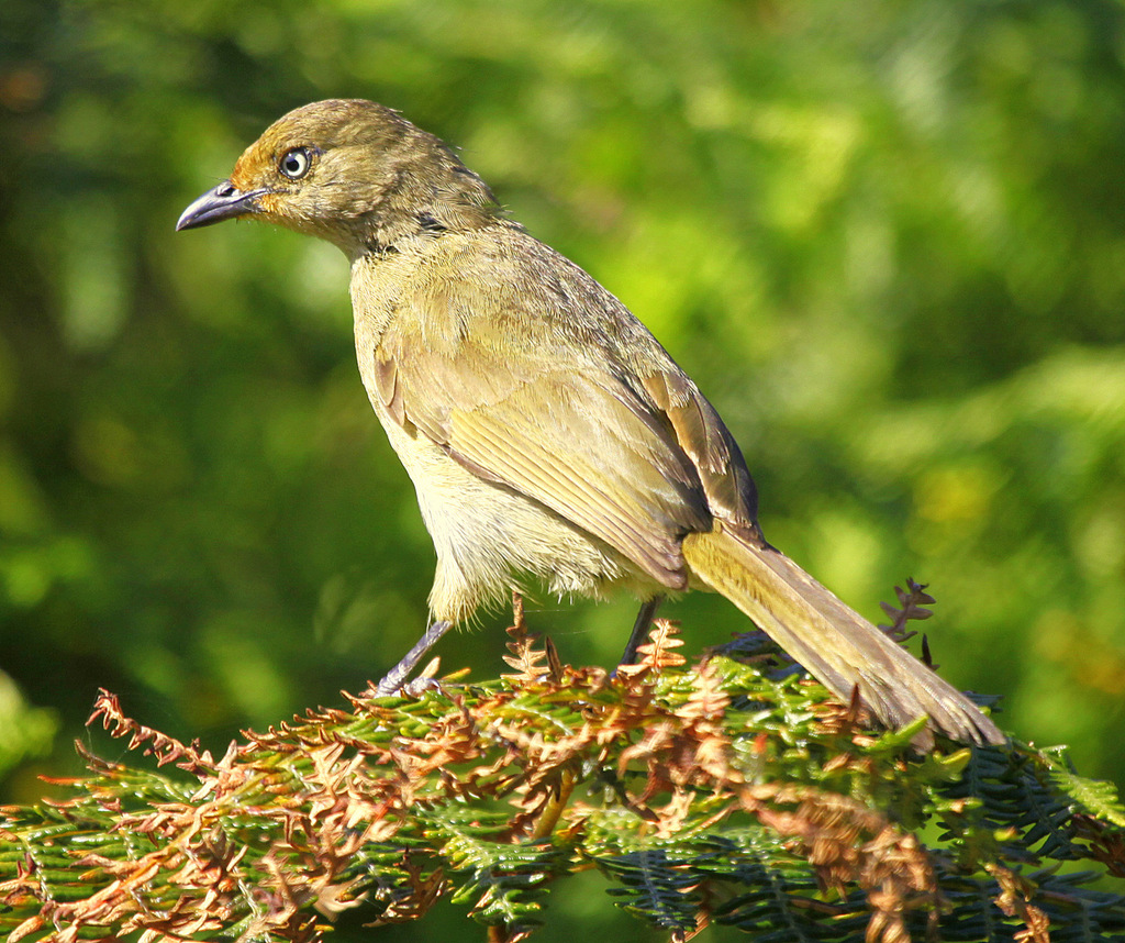 Sombre Greenbul (Andropadus importunus) photo