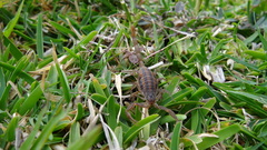 Centruroides limpidus