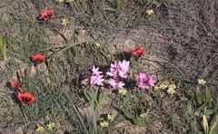 Hesperantha pauciflora