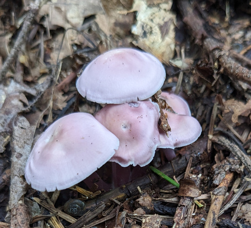 Mycena pura