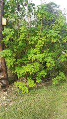 Image of Tithonia diversifolia