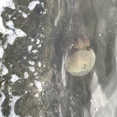 Phyllorhiza punctata