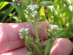 Myosotis verna