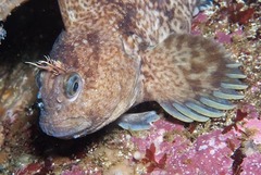 Parablennius cornutus